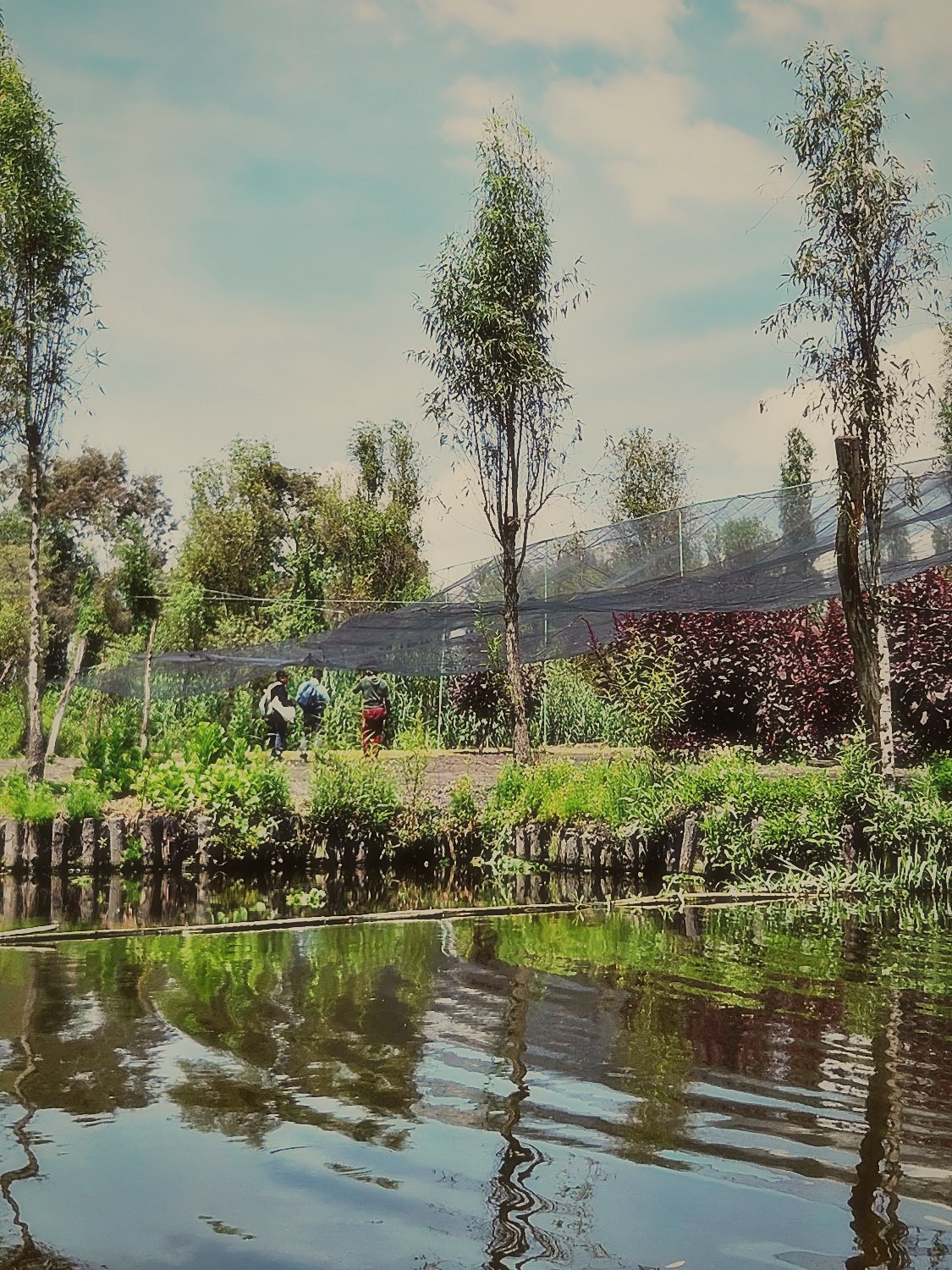 Una chinampa vista desde el canal, con árboles y cultivos a la orilla del agua