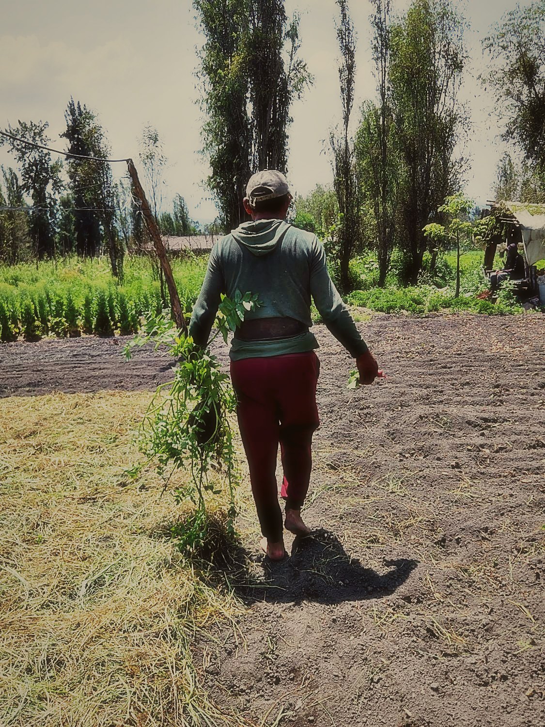 Productor caminando por la chinampa con hierbas recién cosechadas en la mano