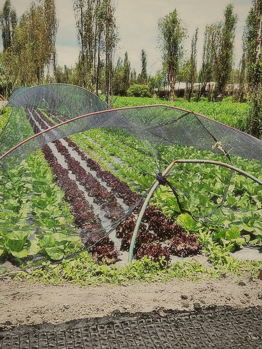 Hileras de lechugas y hortalizas bajo malla sombra en una chinampa